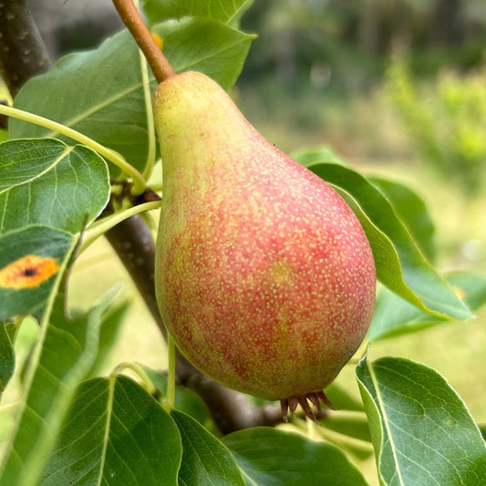 Bella Di Guigno Pear Scionwood - Dingdong's Garden