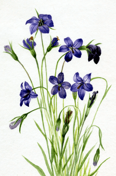 Bellflower (Campanula) Wildflower 4x6 Decorative Card - Dingdong's Garden