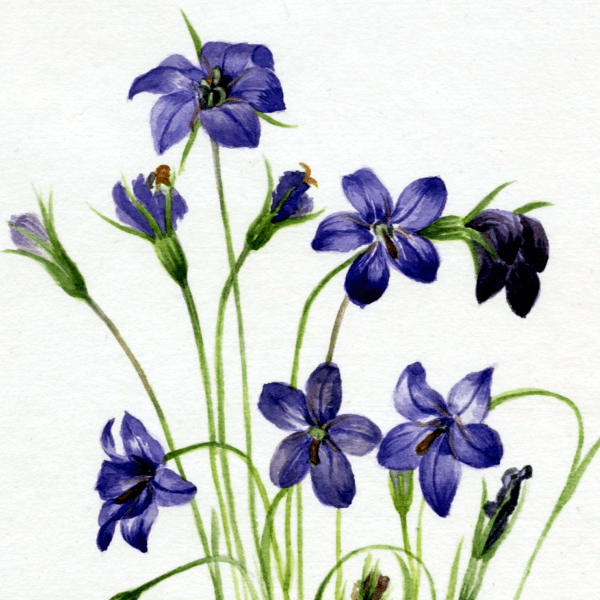 Bellflower (Campanula) Wildflower 4x6 Decorative Card - Dingdong's Garden