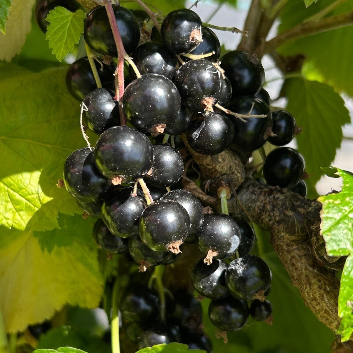 Ben Lomond Black Currant Cutting - Dingdong's Garden