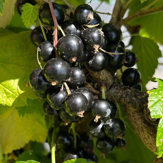 Ben Lomond Black Currant Cutting - Dingdong's Garden