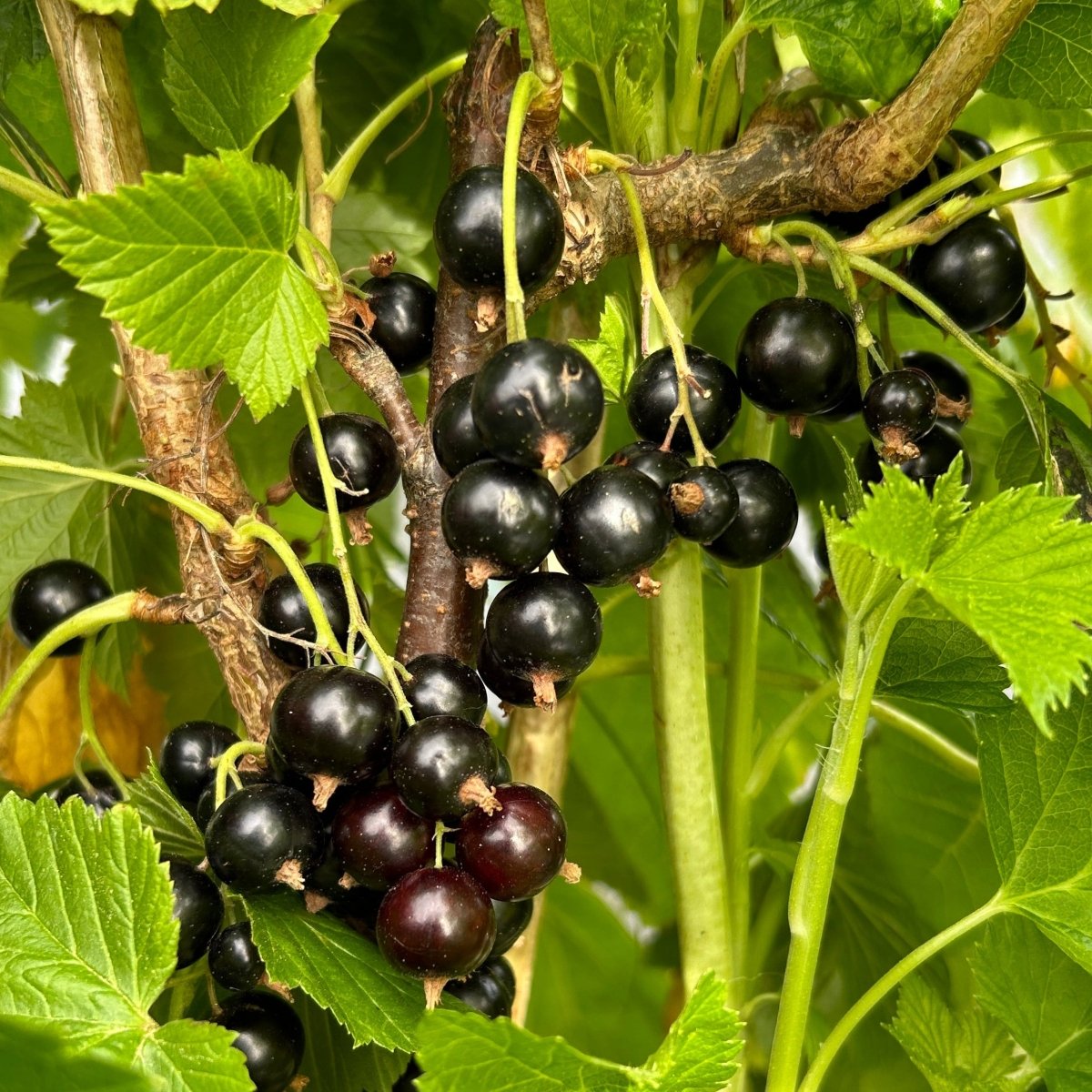 Ben Lomond Black Currant Cutting - Dingdong's Garden