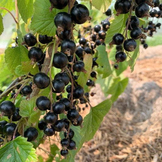 Ben Lomond Black Currant Cutting - Dingdong's Garden