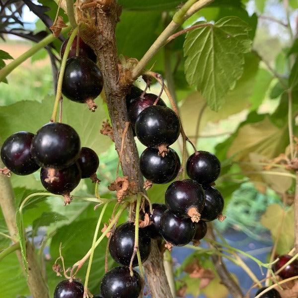 Ben Sarek Black Currant Cutting - Dingdong's Garden