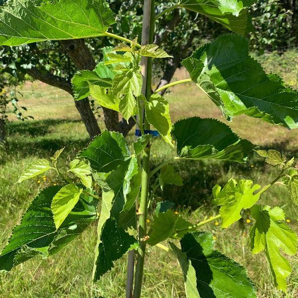 Big Red Mulberry Cutting - Dingdong's Garden