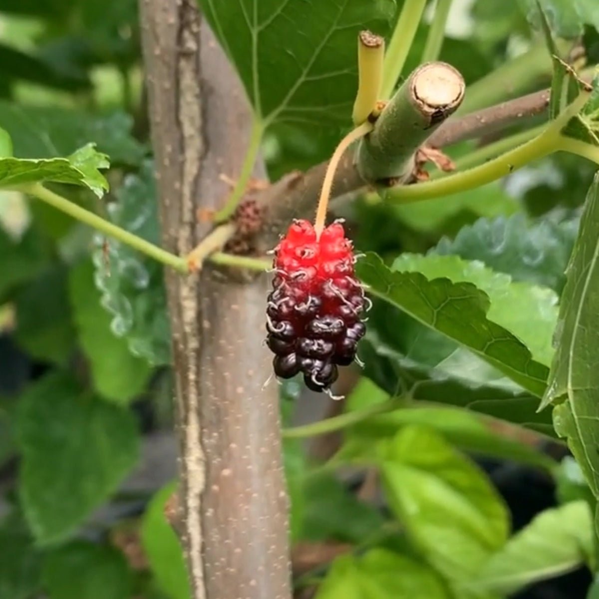 Big Red Mulberry Cutting - Dingdong's Garden