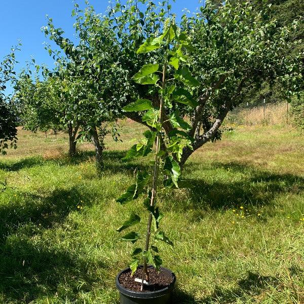 Big Red Mulberry Cutting - Dingdong's Garden