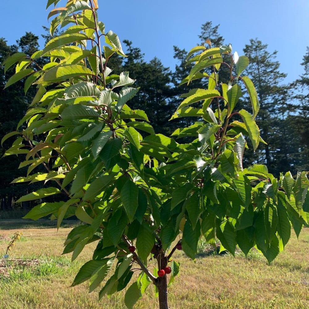 Bing Cherry Scionwood - Dingdong's Garden