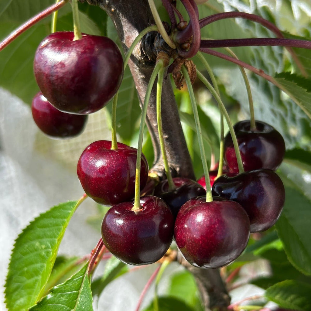 Bing Cherry Scionwood