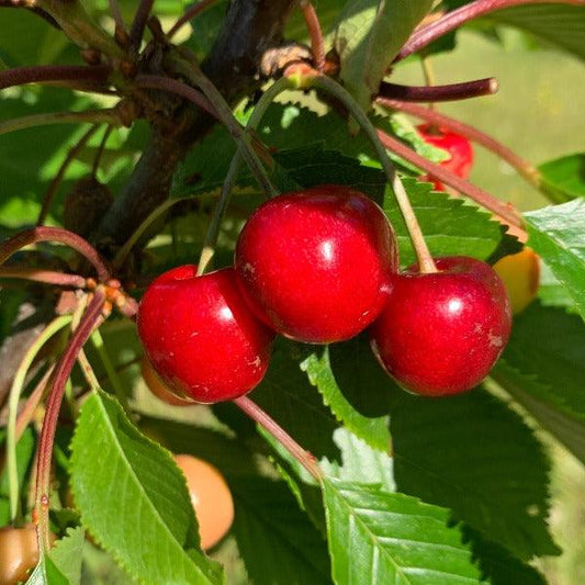 Bing Cherry Scionwood - Dingdong's Garden