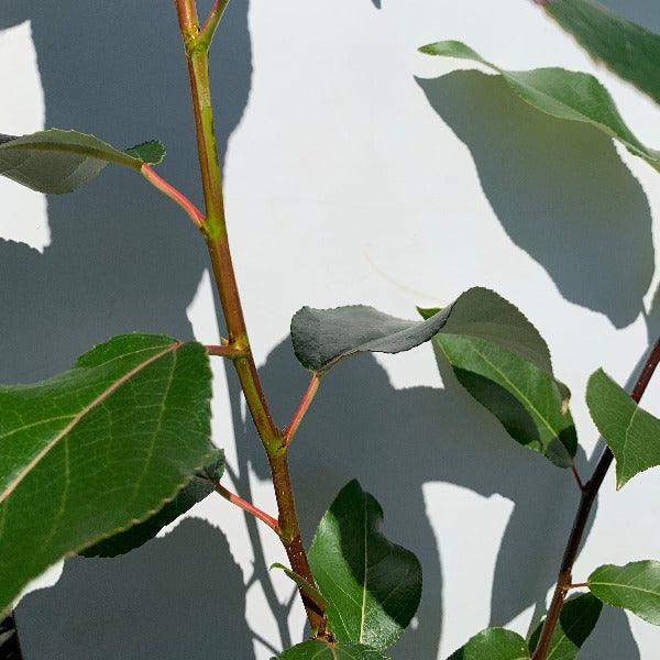 Black Cottonwood Poplar Cutting