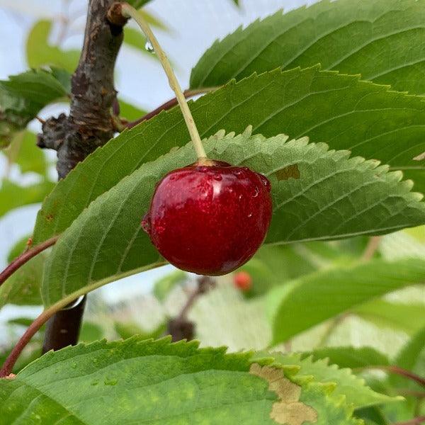 Black Gold Cherry Scionwood - Dingdong's Garden