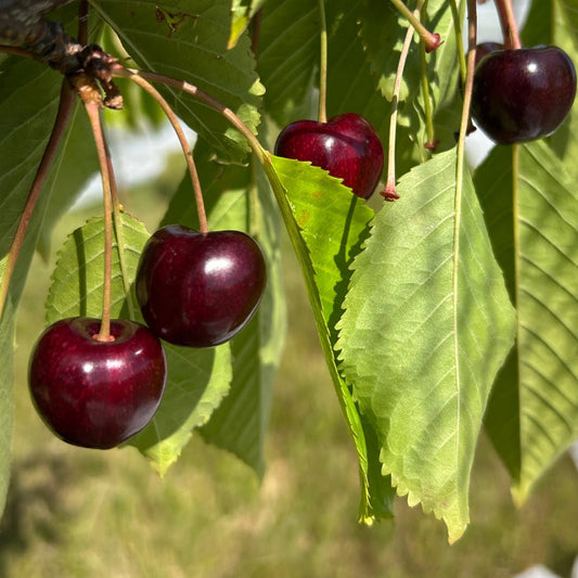 Black Gold Cherry Scionwood - Dingdong's Garden