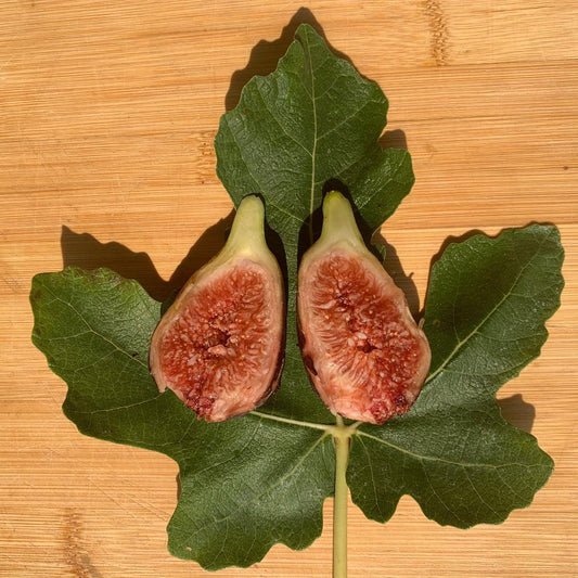 Black Jack Fig Cutting - Dingdong's Garden