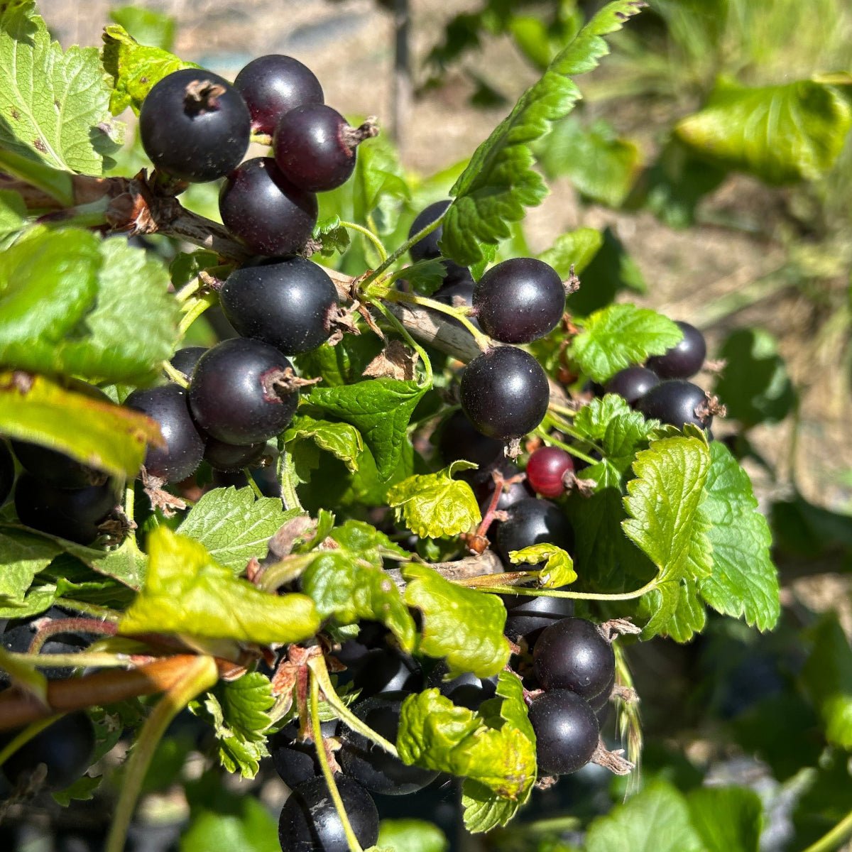 Black Jostaberry Cutting - Dingdong's Garden