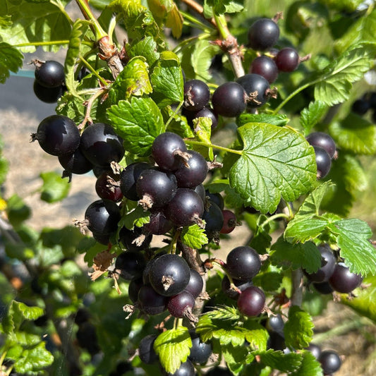 Black Jostaberry Cutting - Dingdong's Garden