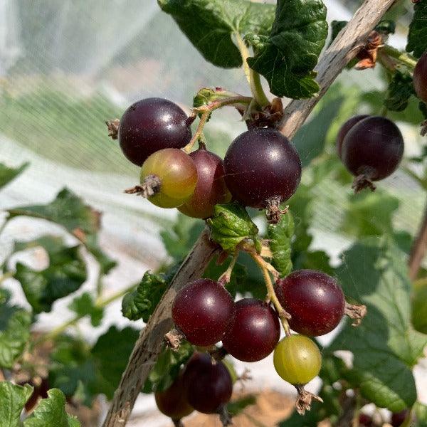 Black Jostaberry Cutting - Dingdong's Garden