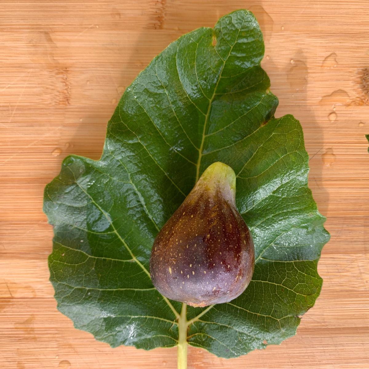 Black Madiera Fig Cutting - Dingdong's Garden