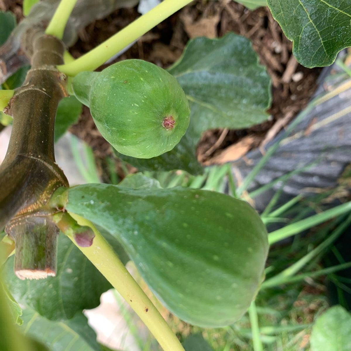 Black Madiera Fig Cutting - Dingdong's Garden