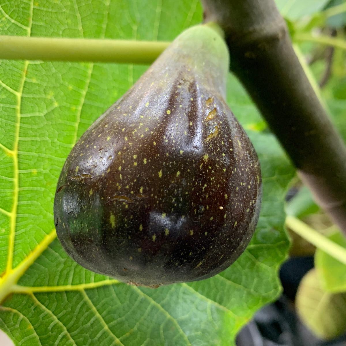 Black Madiera Fig Cutting - Dingdong's Garden