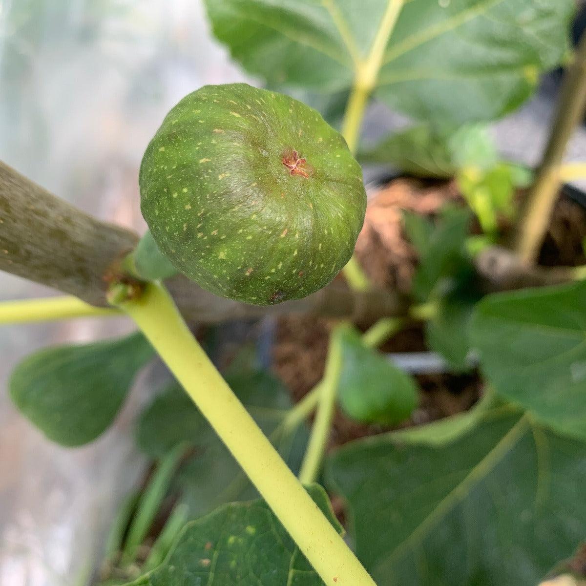 Black Madiera Fig Cutting - Dingdong's Garden