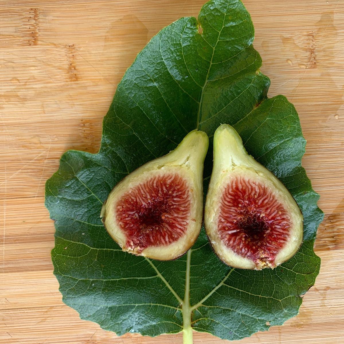 Black Madiera Fig Cutting - Dingdong's Garden