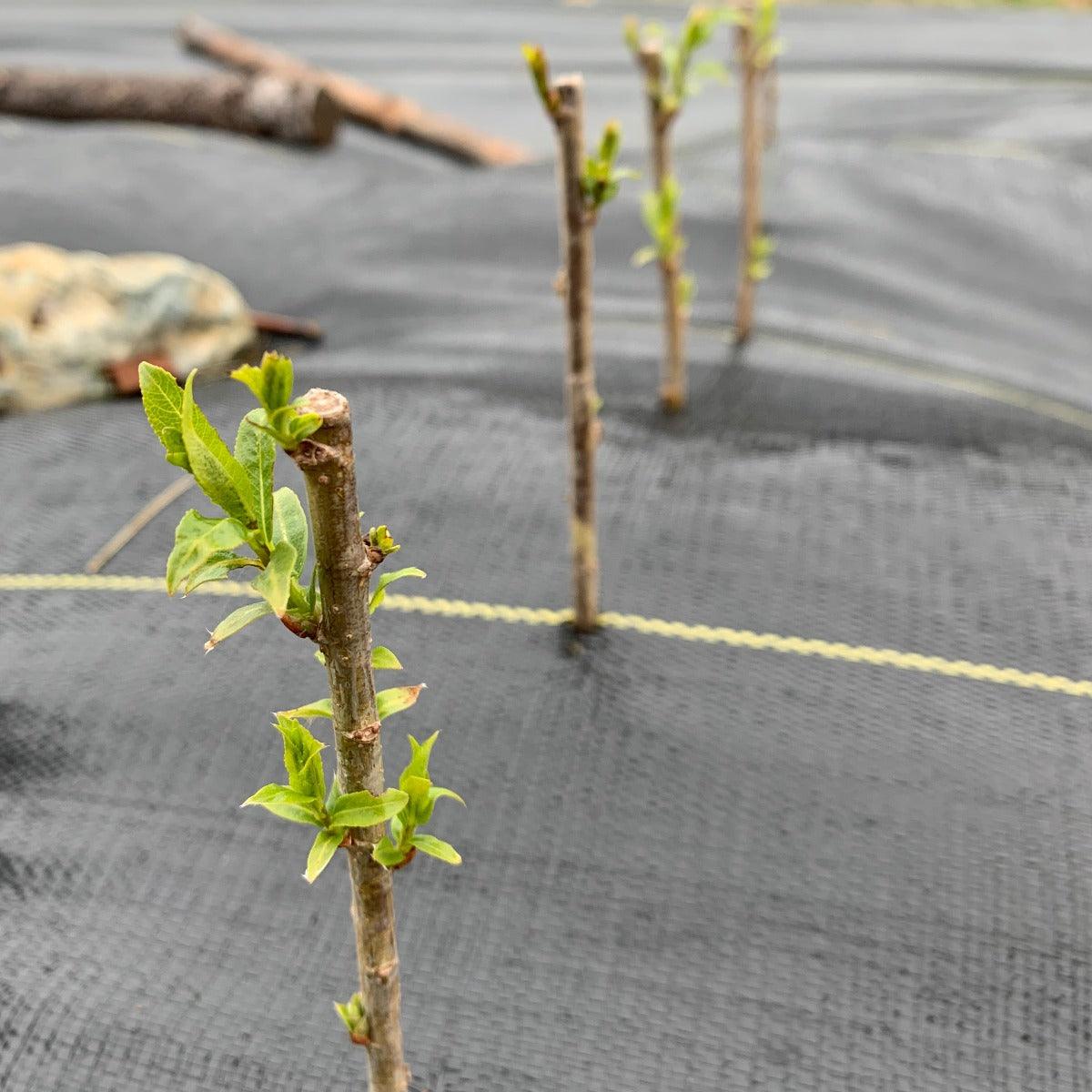 Black Maul Willow Cutting - Dingdong's Garden