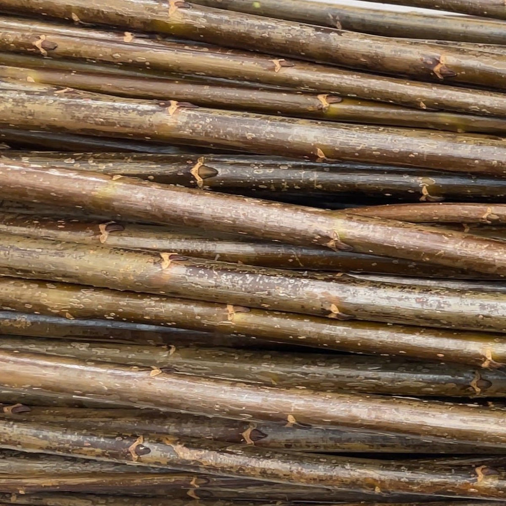 Black Maul Basketry Willow Cutting