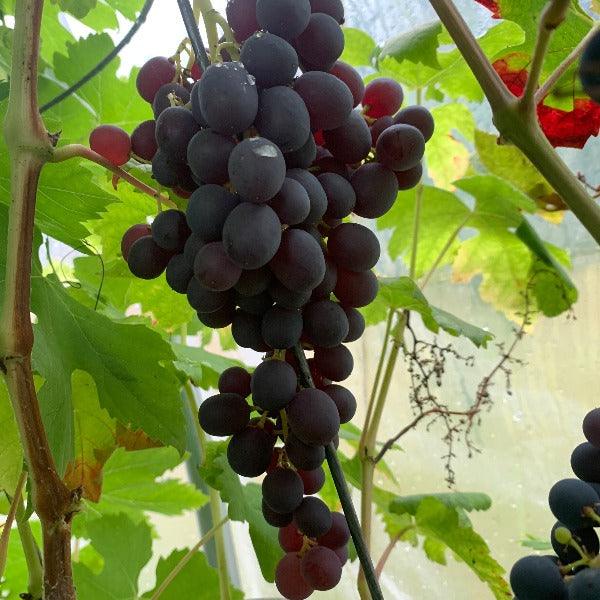 Black Monukka Table Grape Cutting - Dingdong's Garden