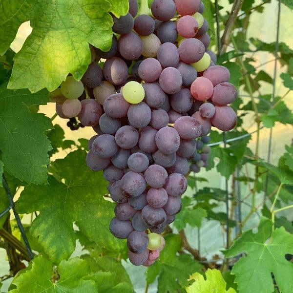 Black Monukka Table Grape Cutting - Dingdong's Garden