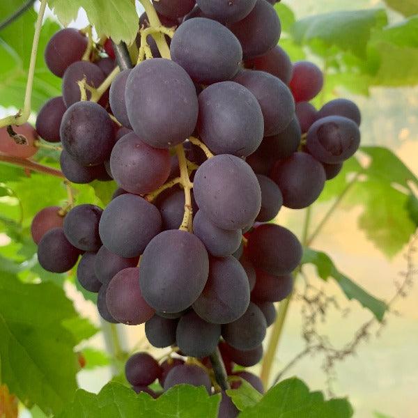 Black Monukka Table Grape Cutting