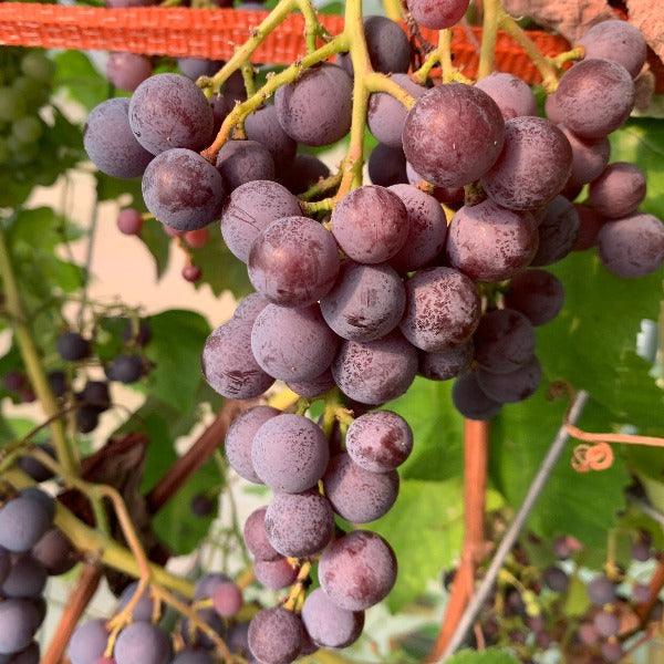 Black Morocco Table Grape Cutting - Dingdong's Garden