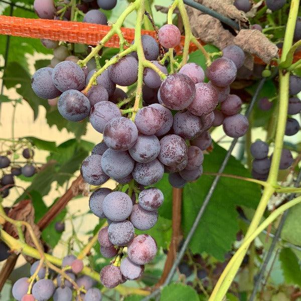 Black Morocco Table Grape Cutting - Dingdong's Garden