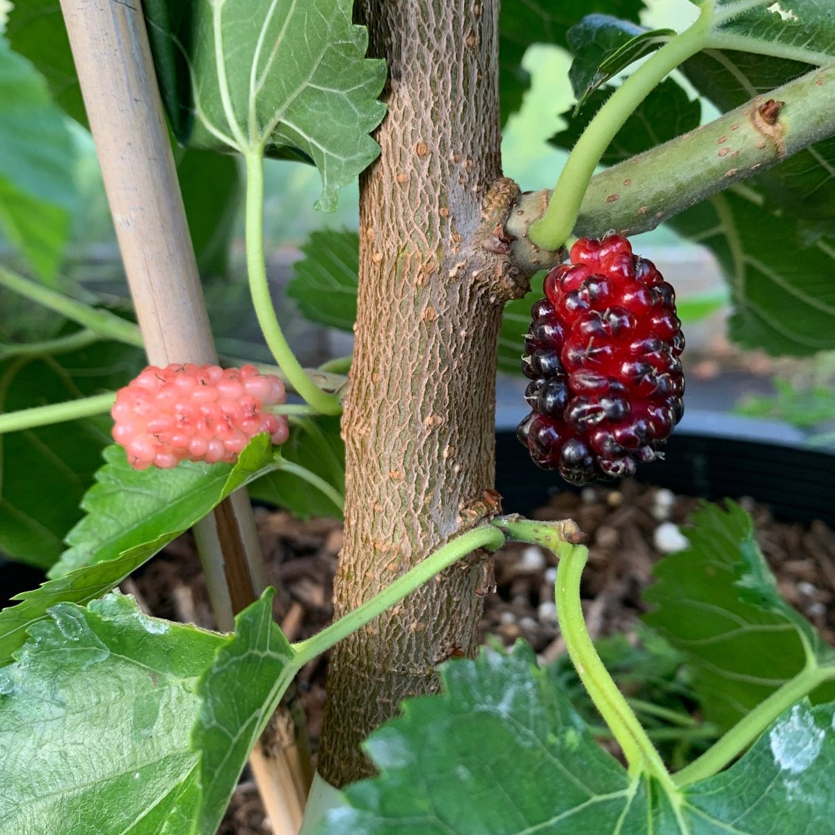 Black Prince Mulberry Cutting - Dingdong's Garden