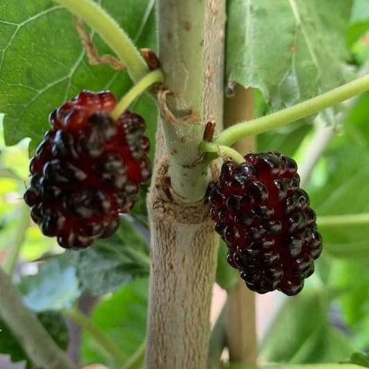 Black Prince Mulberry Cutting - Dingdong's Garden