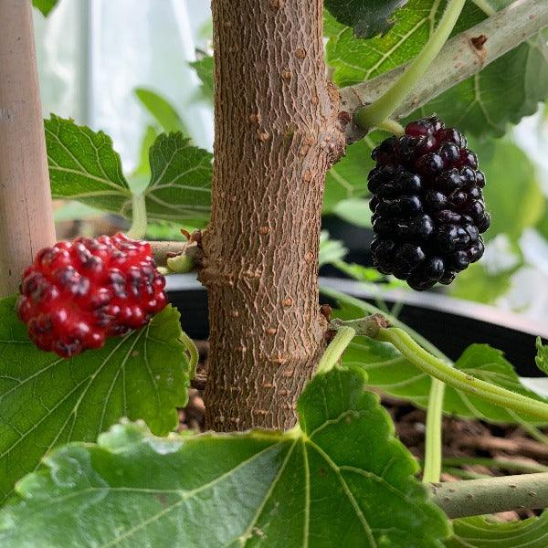 Black Prince Mulberry Cutting - Dingdong's Garden