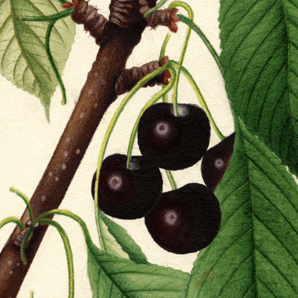 Black Republican Cherry 4x6 Decorative Card - Dingdong's Garden