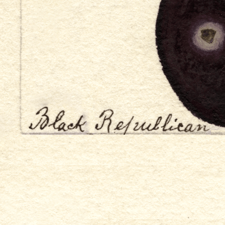 Black Republican Cherry 4x6 Decorative Card - Dingdong's Garden