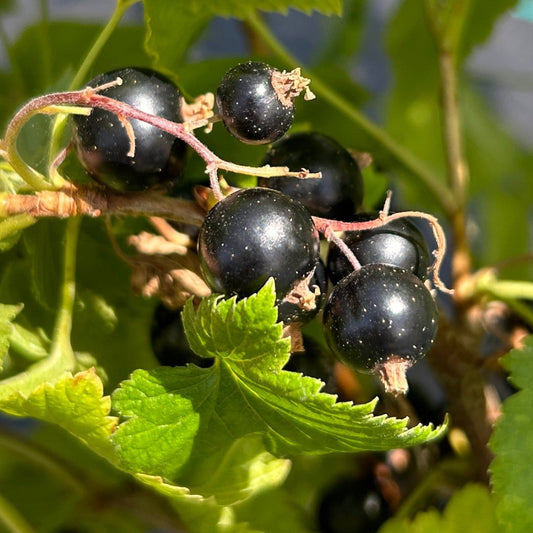 Black September Black Currant Cutting - Dingdong's Garden
