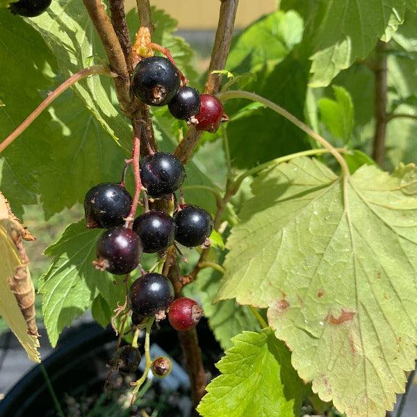 Black September Black Currant Cutting - Dingdong's Garden