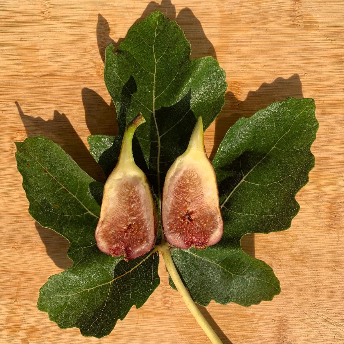 Black Spanish Fig Cutting - Dingdong's Garden