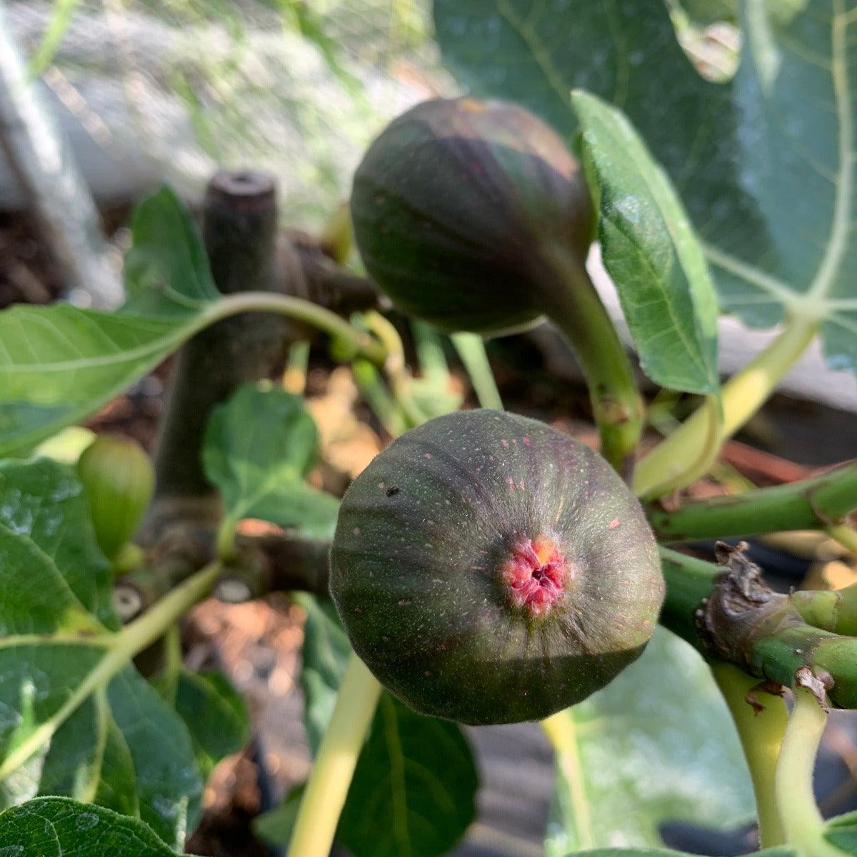 Black Spanish Fig Cutting - Dingdong's Garden