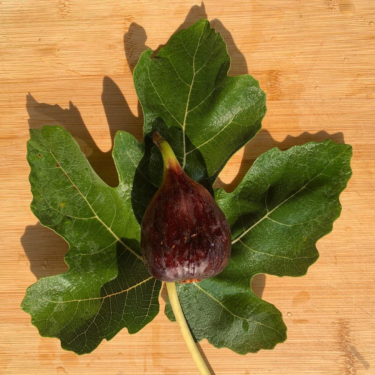 Black Spanish Fig Cutting - Dingdong's Garden