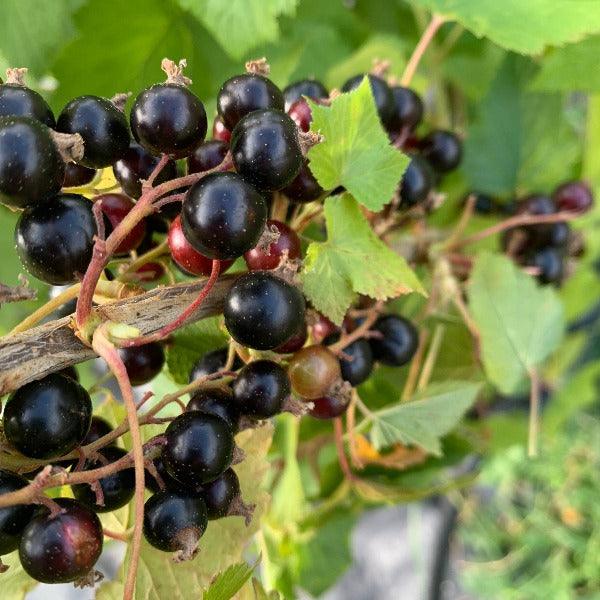 Blackdown Black Currant Cutting