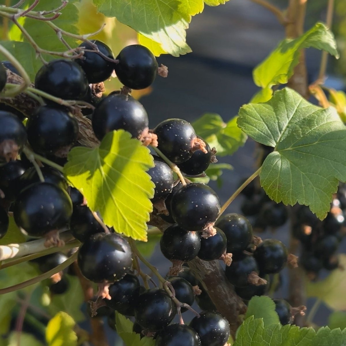 Blackdown Black Currant Cutting - Dingdong's Garden