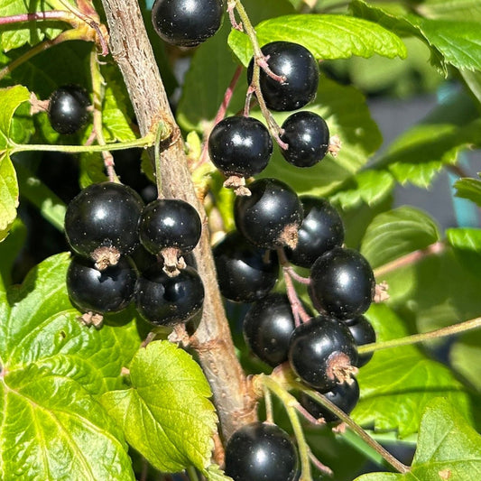 Blackdown Black Currant Cutting - Dingdong's Garden
