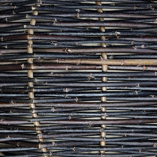 Blackskin Willow Cutting - Dingdong's Garden