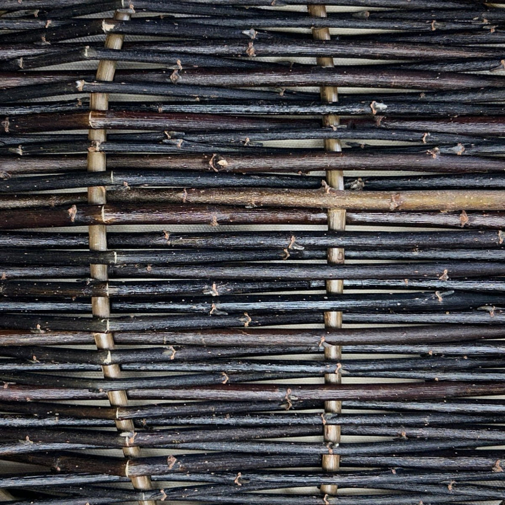 Blackskin Willow Cutting