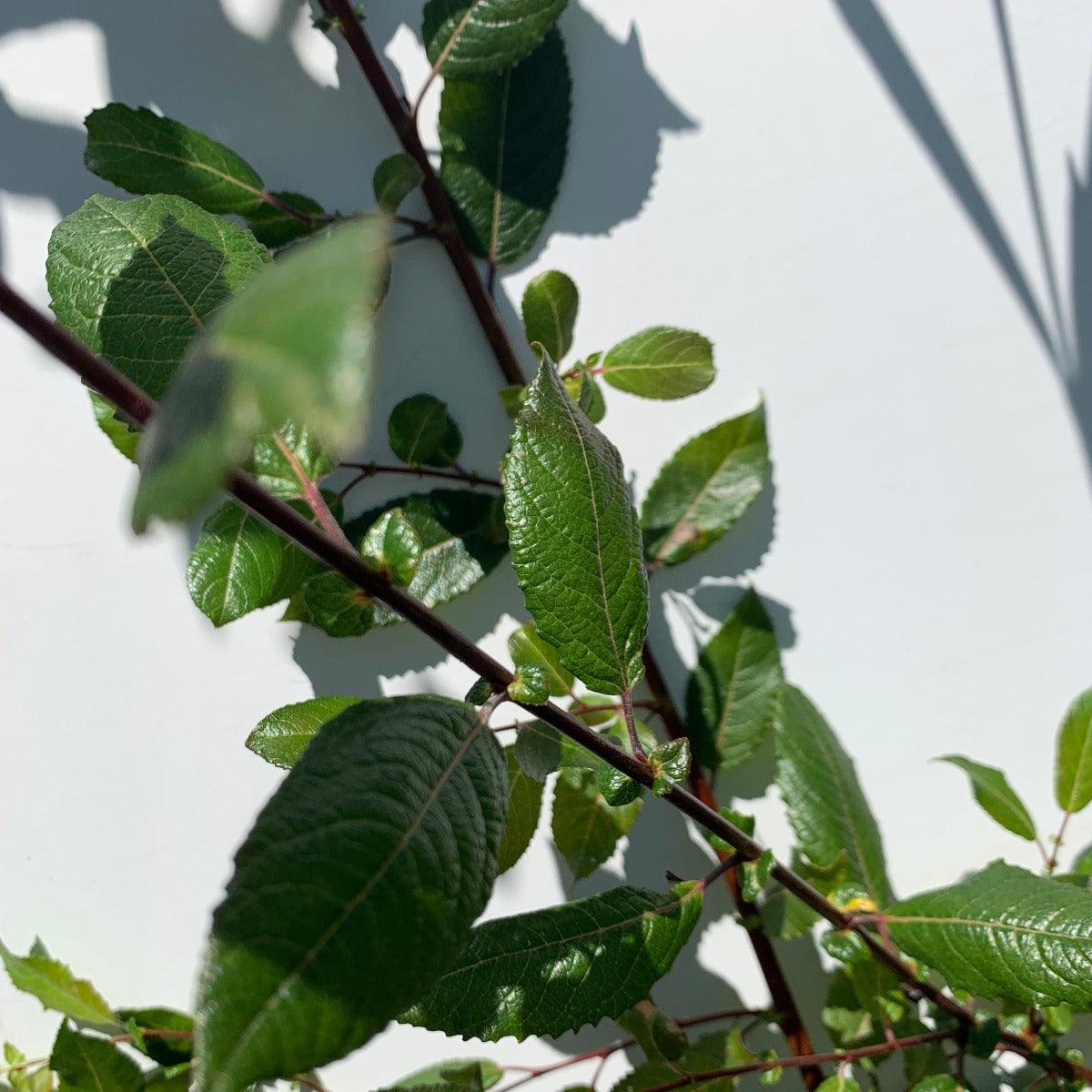 Blackskin Willow Cutting - Dingdong's Garden