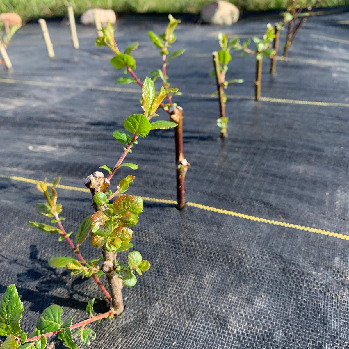 Blackskin Willow Cutting - Dingdong's Garden